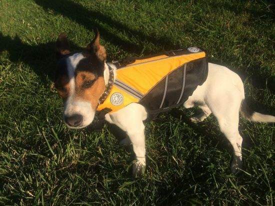 SURFPISTOLS Stand Up Paddle gilet sauvetage pour chien